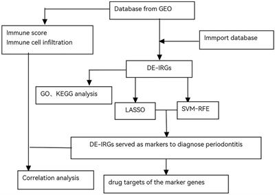 Genetic analysis of potential markers and therapeutic targets for immunity in periodontitis